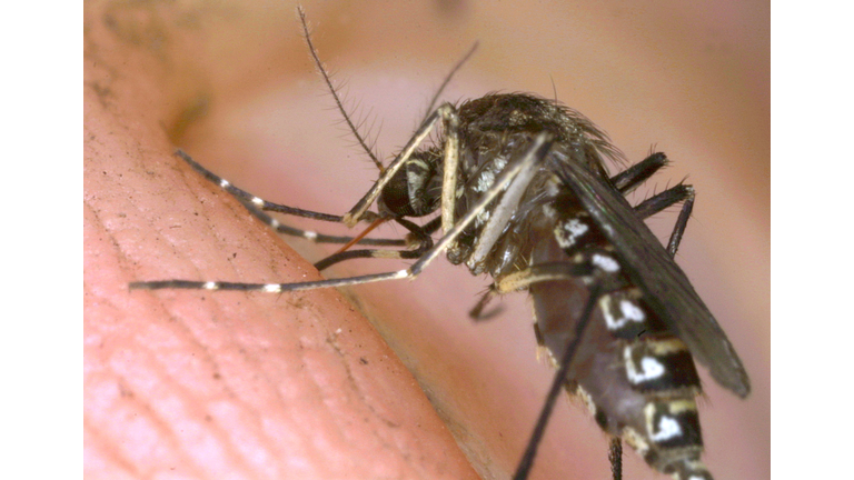 Close-Up Of Mosquitoes