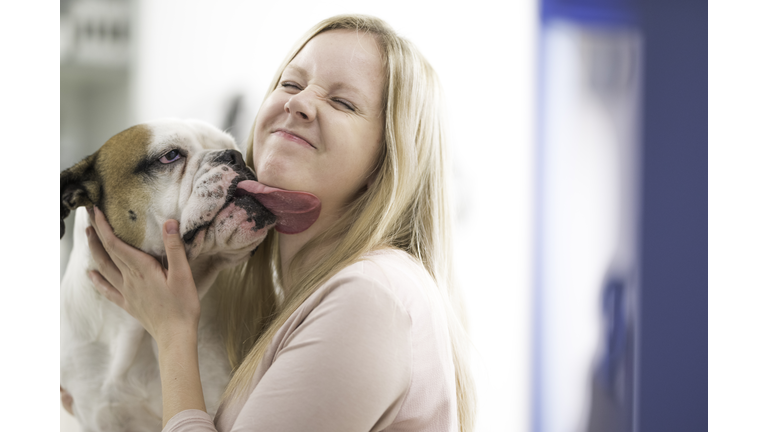 English bulldog licking his owner