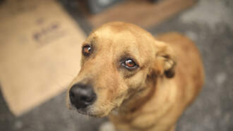 Heroic Stray Dog Carries a Sick Puppy to the Vet to Seek Help 