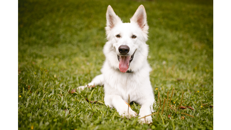 White swiss shepherd relaxing on the grass