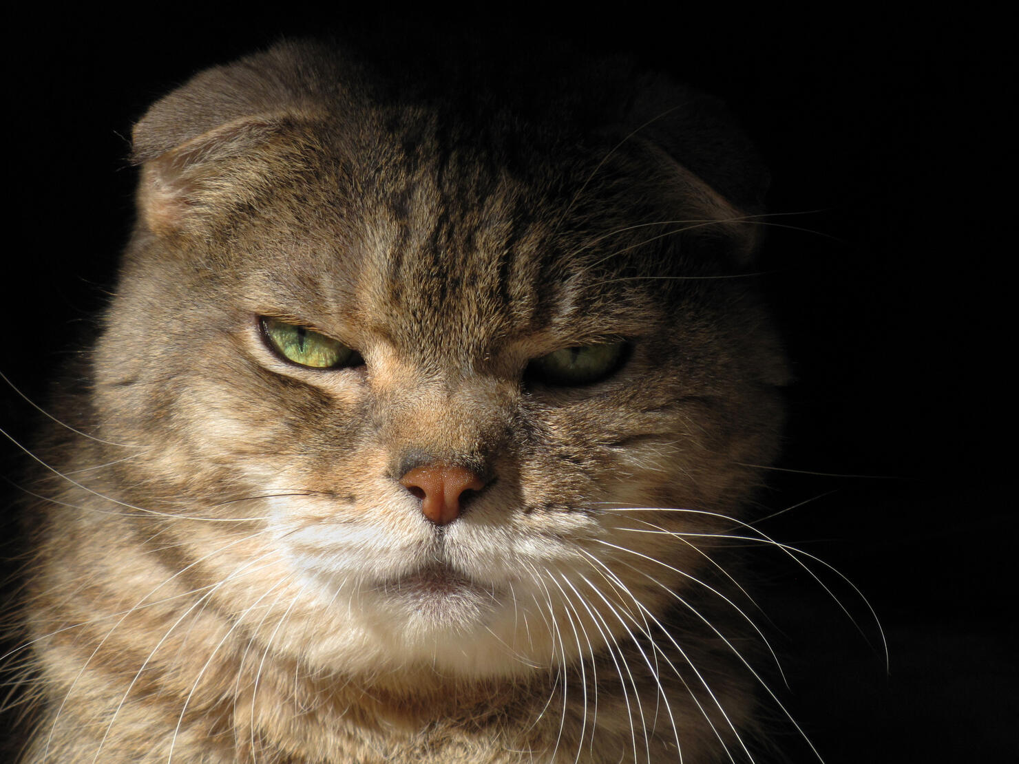 Close up of Scottish Fold Cat Staring at Camera