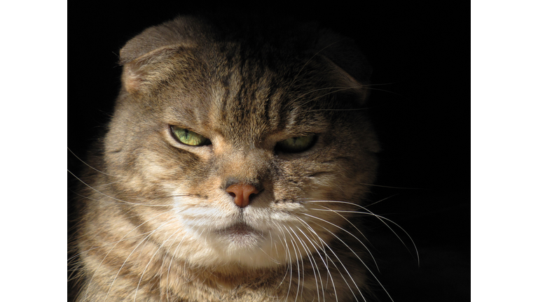 Close up of Scottish Fold Cat Staring at Camera