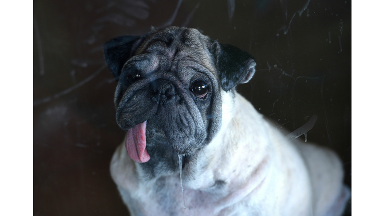 INDIA-ANIMAL-DOG-VIRUS-HEALTH