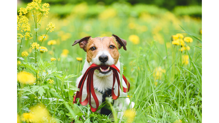 Spring season concept with dog holding leash in mouth inviting to go for walk outdoor