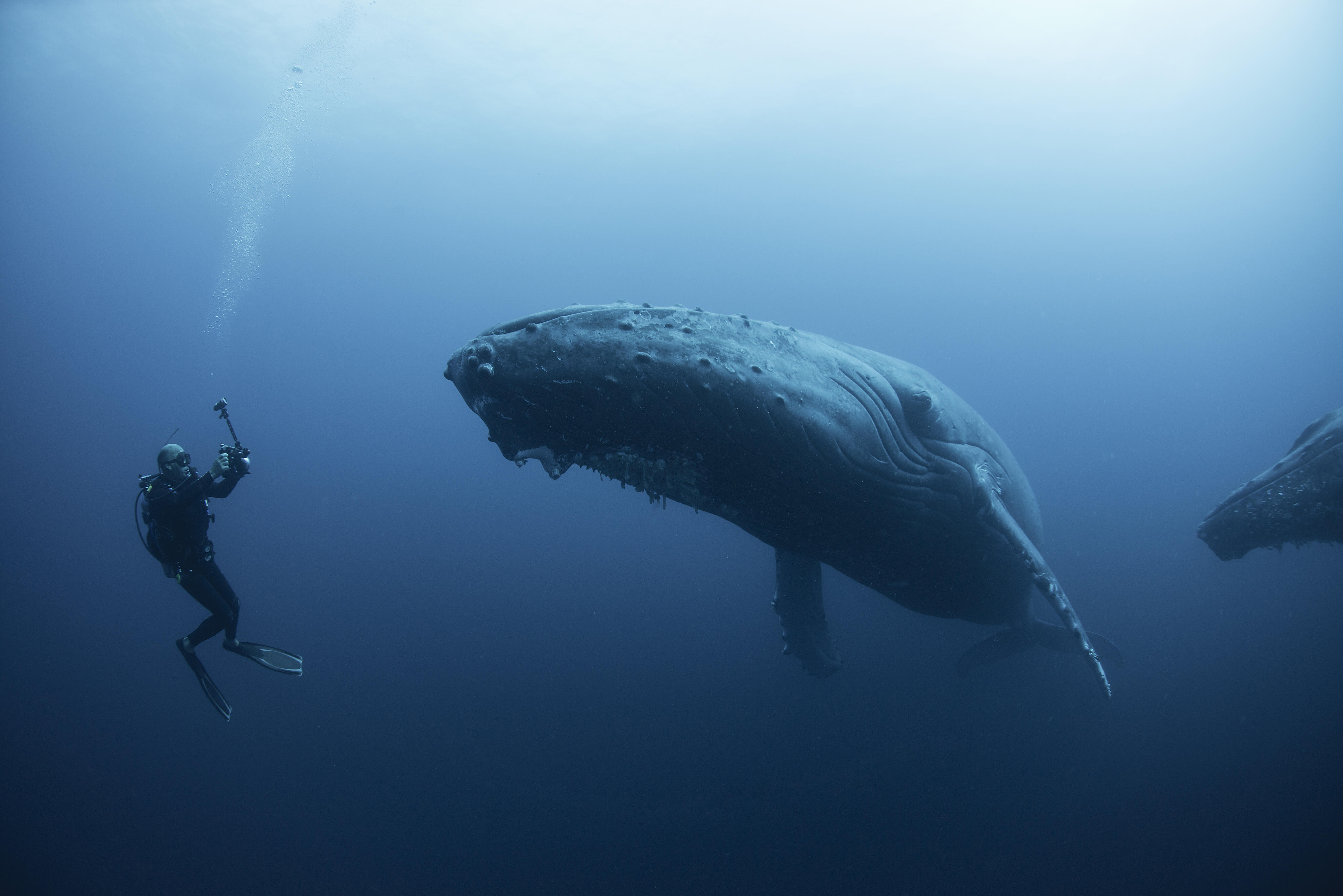Мощность кита под водой. Голубой кит в Антарктиде. Горбатый кит. Кит Горбач. Киты в океане.