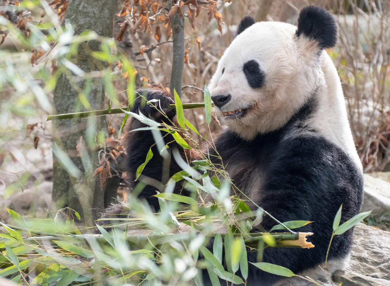 AUSTRIA-ANIMALS-ZOO-GIANT-PANDA