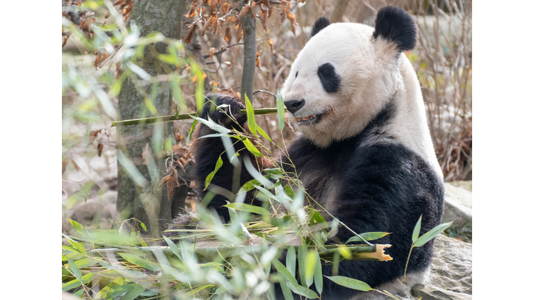 AUSTRIA-ANIMALS-ZOO-GIANT-PANDA