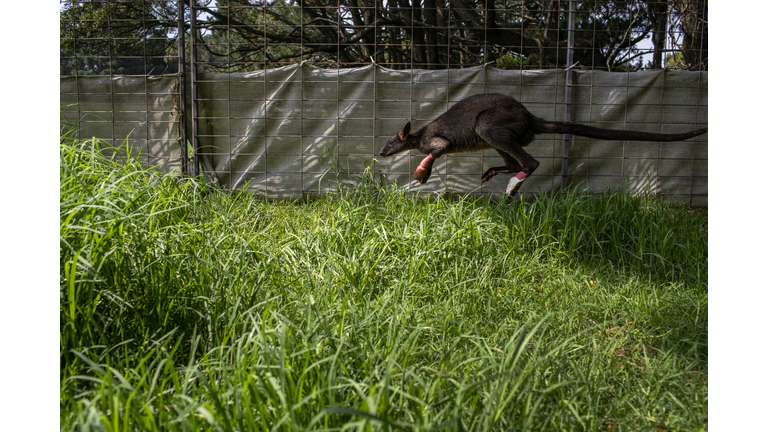 The Survivors: Saving Australian Wildlife Following Fires And Drought