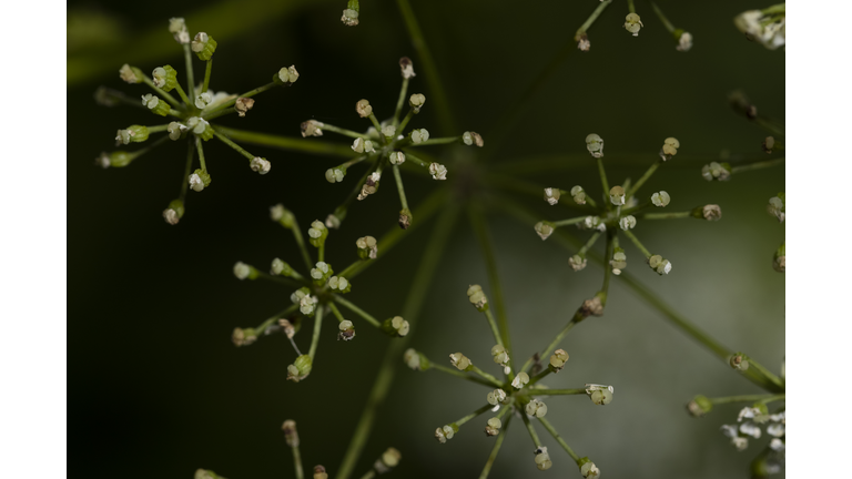 Poison Hemlock Proliferates On Kent Roadsides