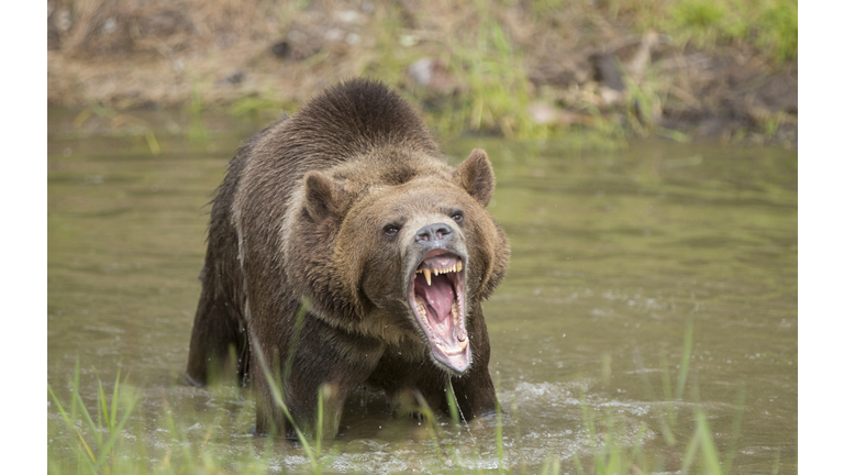 Grizzly bear in water growling, mouth open