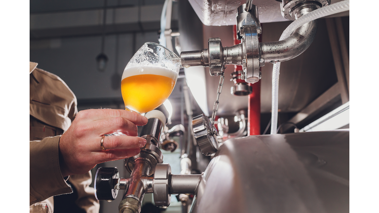 brewer man and apron pours beer in a glass for quality control, standing behind the counter in a brewery.