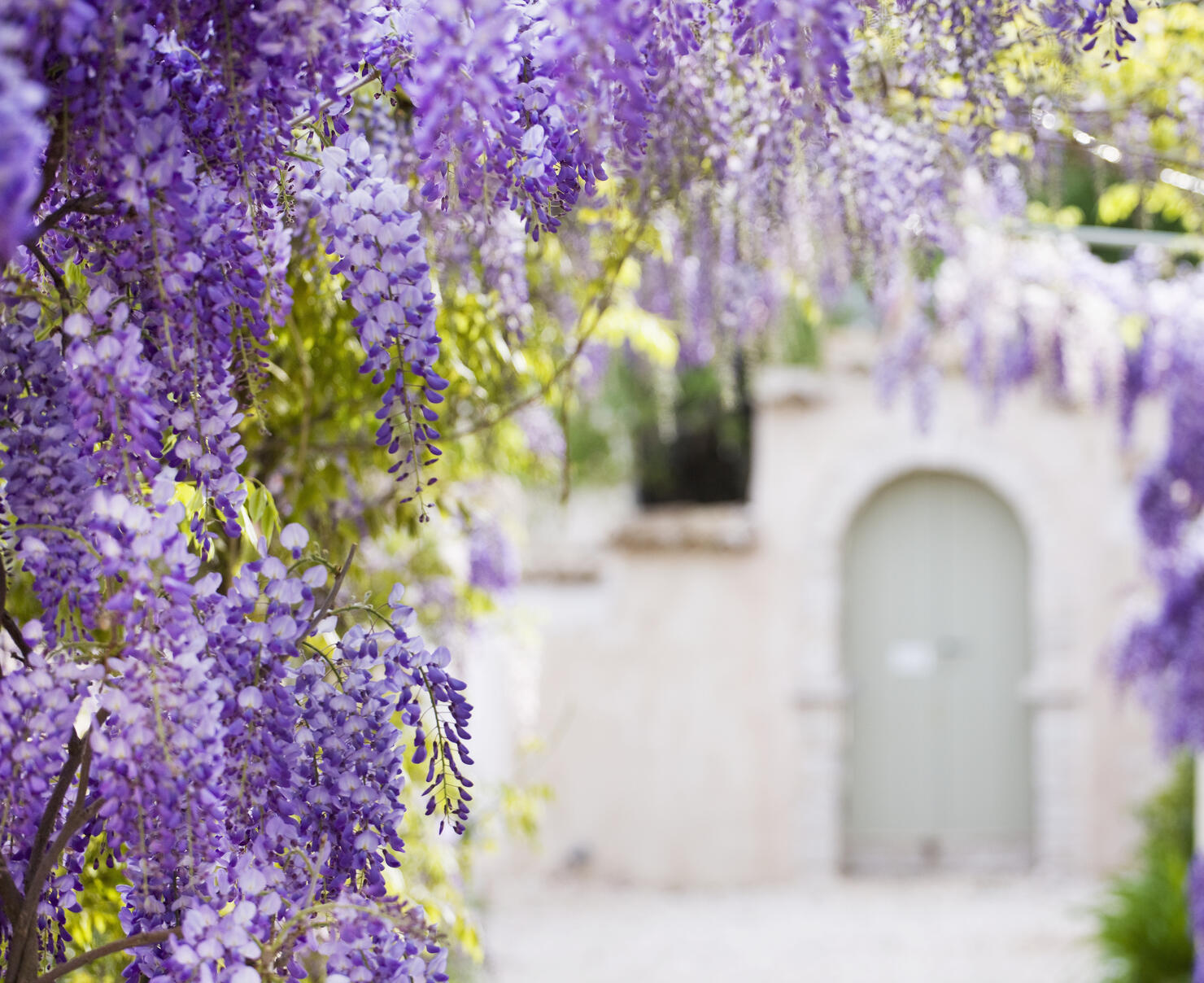 Wisteria in a garden