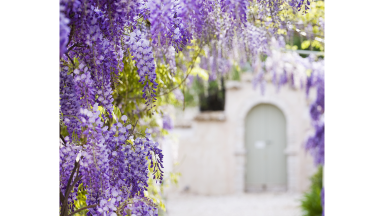 Wisteria in a garden