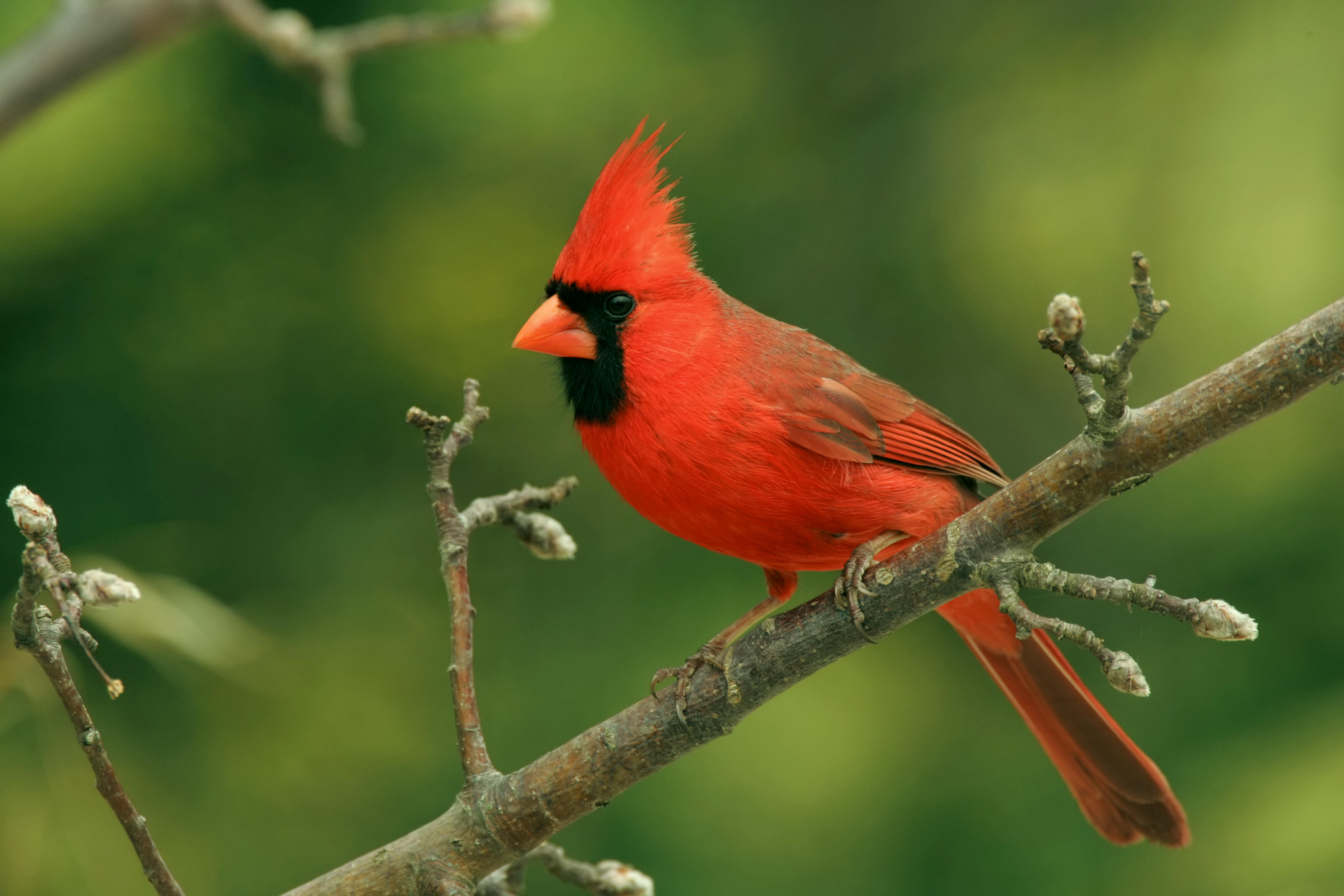 PHOTOS: 'One-In-A-Million' Rare Cardinal Spotted In Florida | iHeart