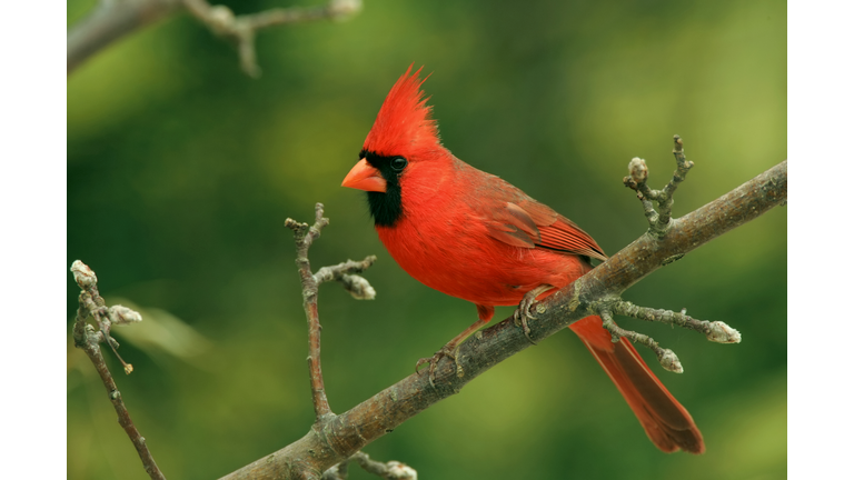 Northern Cardinal (Male)