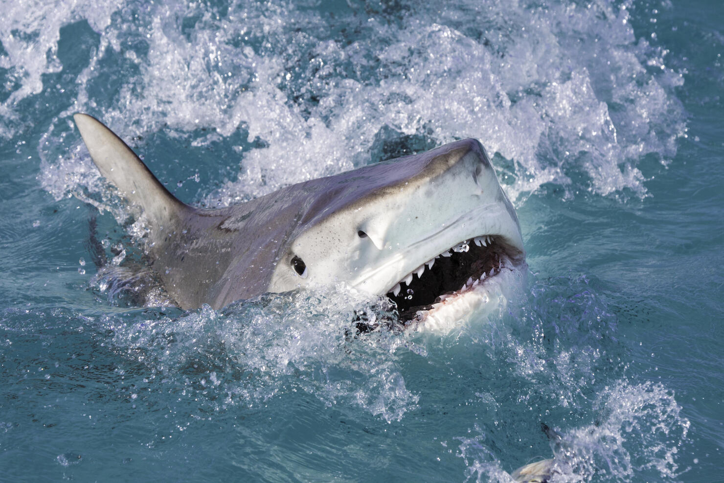 Tiger Shark Attacks at the Surface