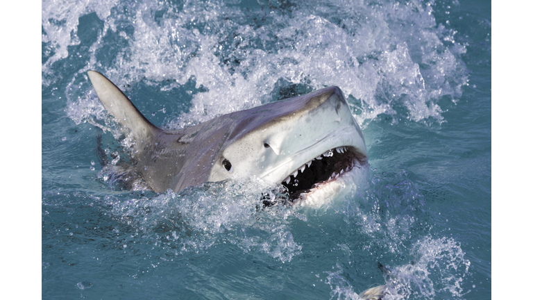 Tiger Shark Attacks at the Surface