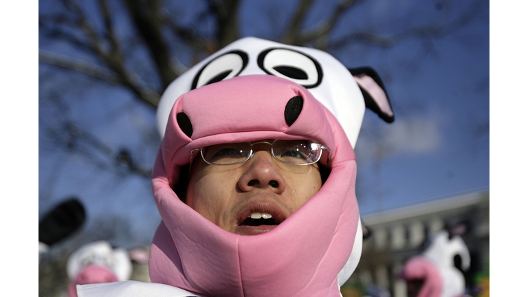 Cow-Costumed Cloning Protestors March To U.S. Capitol
