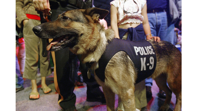 Rescue And Service Dogs Honored For Service