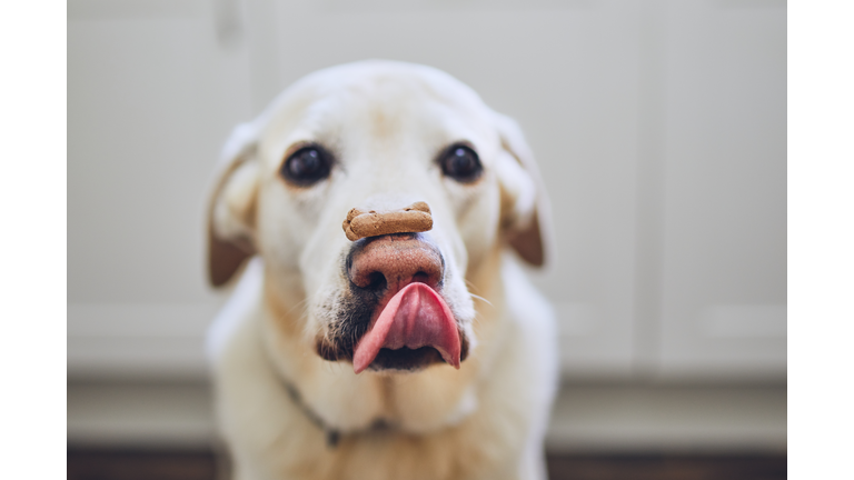 Dog balancing dog biscuit on his nose