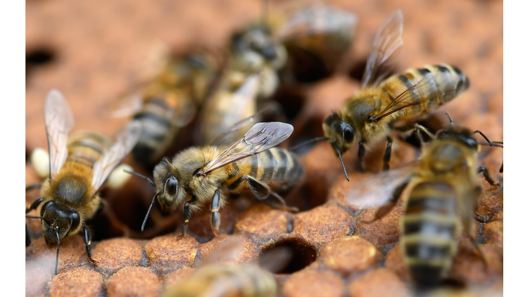 Bees on honey frames