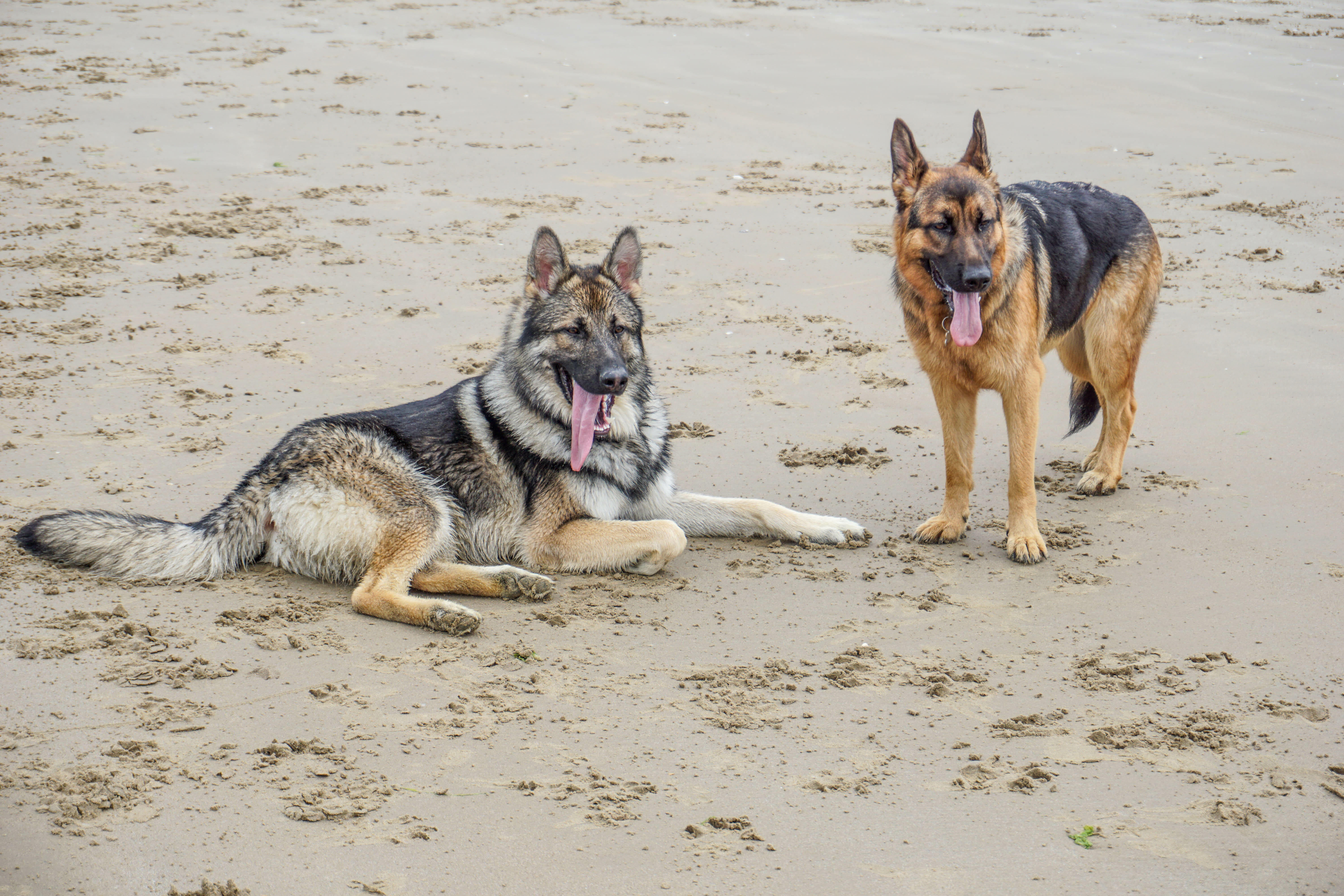 are german shepherds wolf dogs