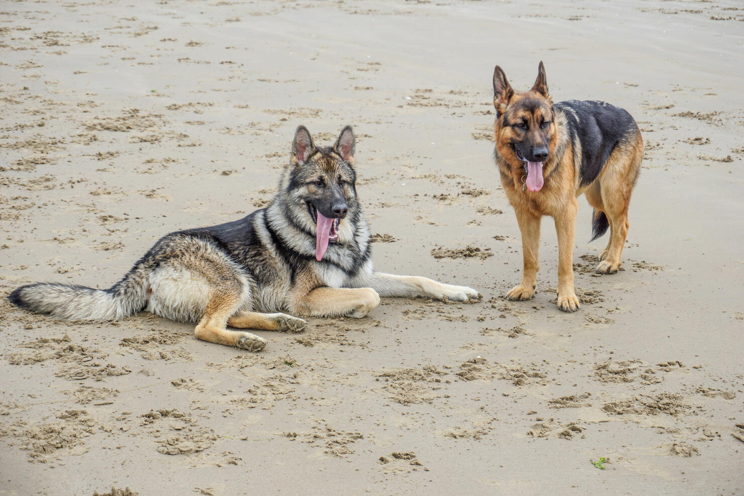 Wold Hybrid and German Shepherd Dog