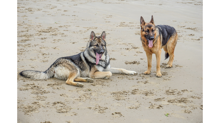 Wold Hybrid and German Shepherd Dog