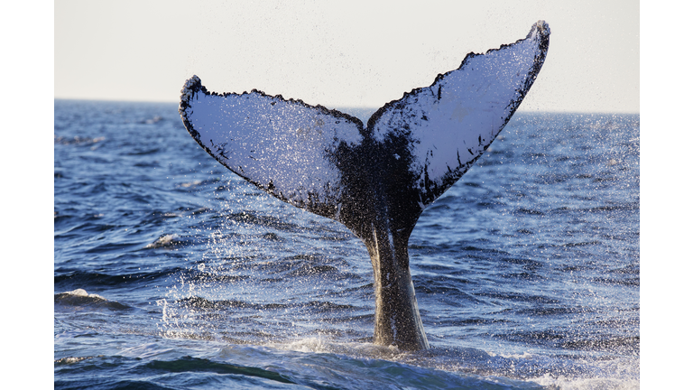 Humpback Whale