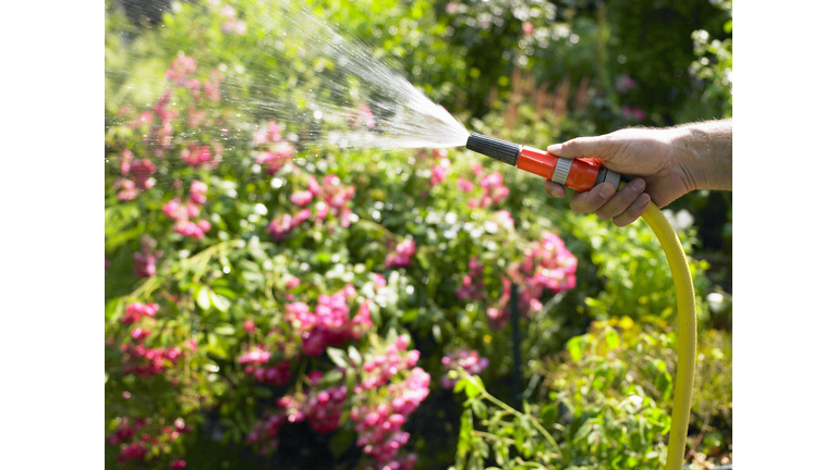 Mature man watering garden with hose