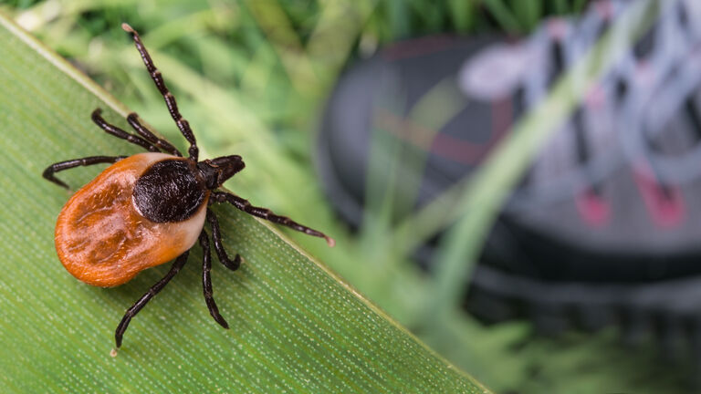 Lurking deer tick and foot in hiking boot on green grass. Ixodes ricinus or scapularis. Danger in nature