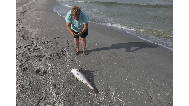 Red Tide Now on Bradenton Beach & Anna Maria - As Well as in Sarasota