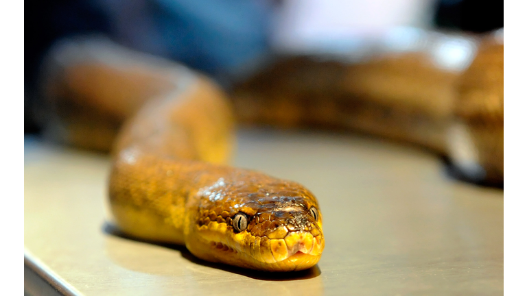 Donald Schultz Spends 10 Days With 100 Snakes Outside O'Sheas Casino