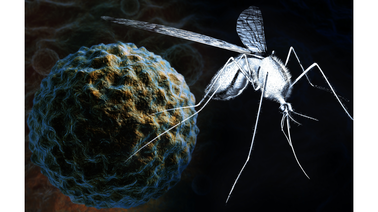 The west nile virus