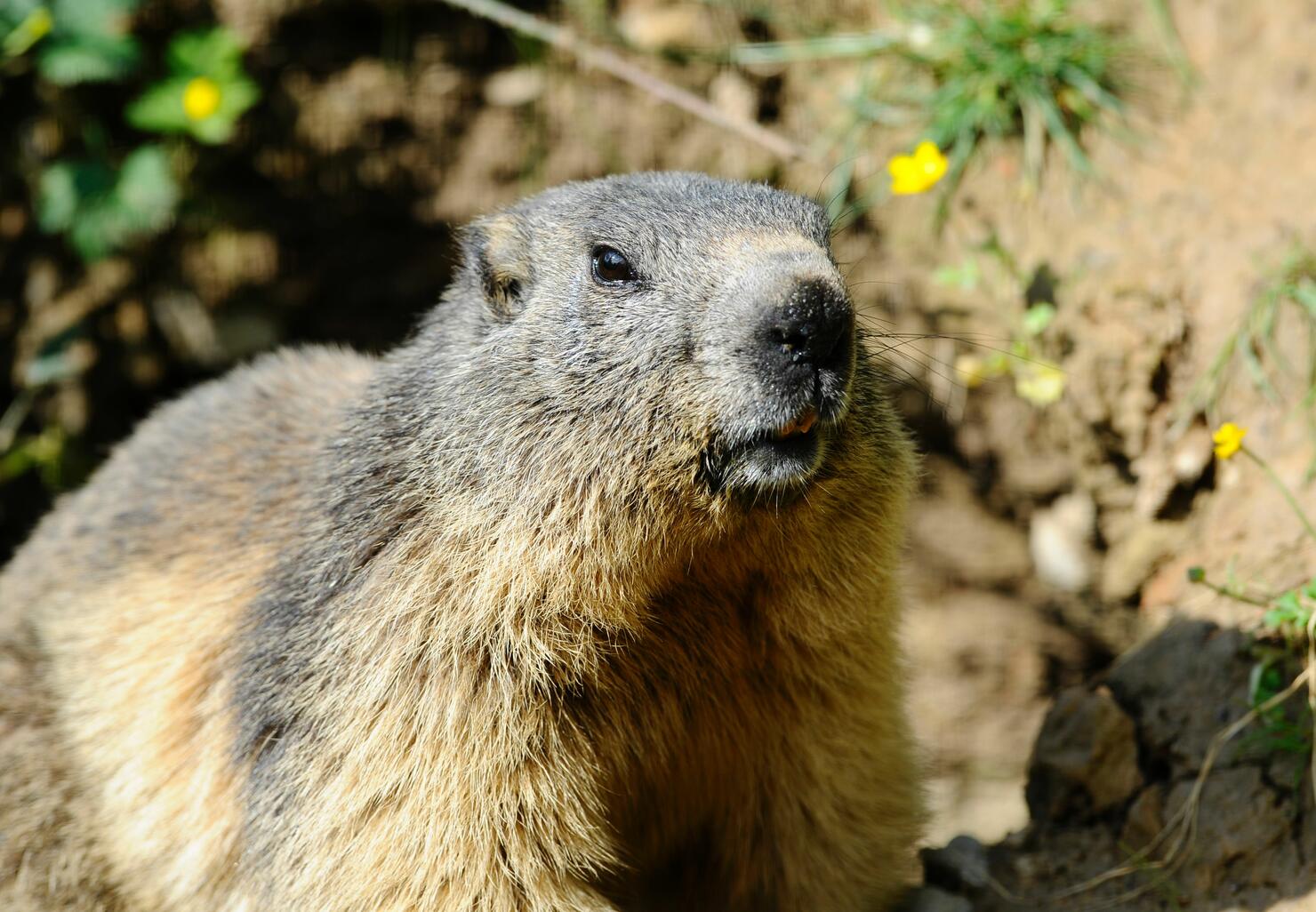 FRANCE-ANIMALS-MARMOT-BISON