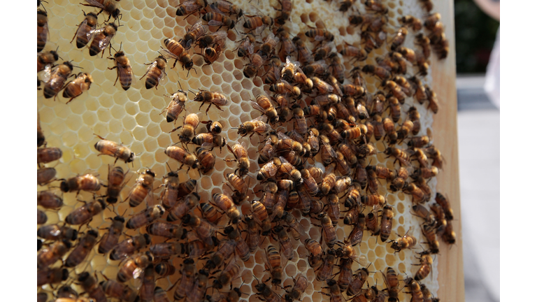Urban Beekeepers Tend To Hives In New York City
