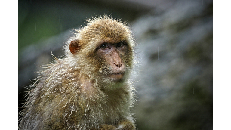 FRANCE-ANIMAL-ZOO