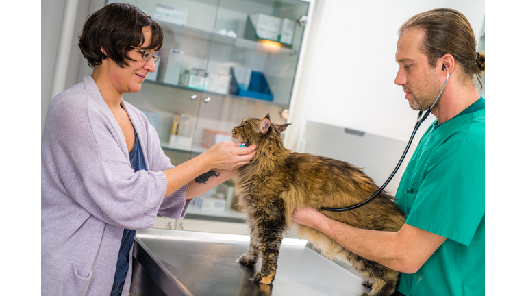 Veterinarian examining cat in veterinary clinic