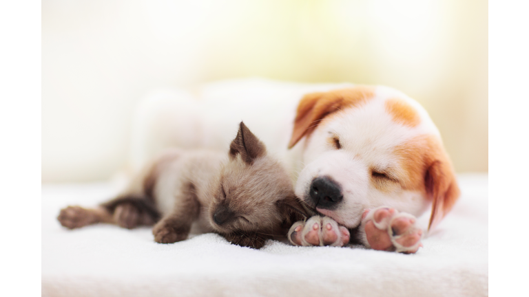 Cat and dog sleeping. Puppy and kitten sleep.