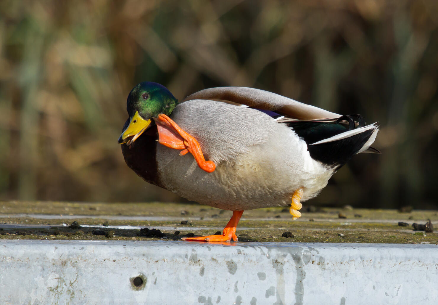 #2 Duck Penis