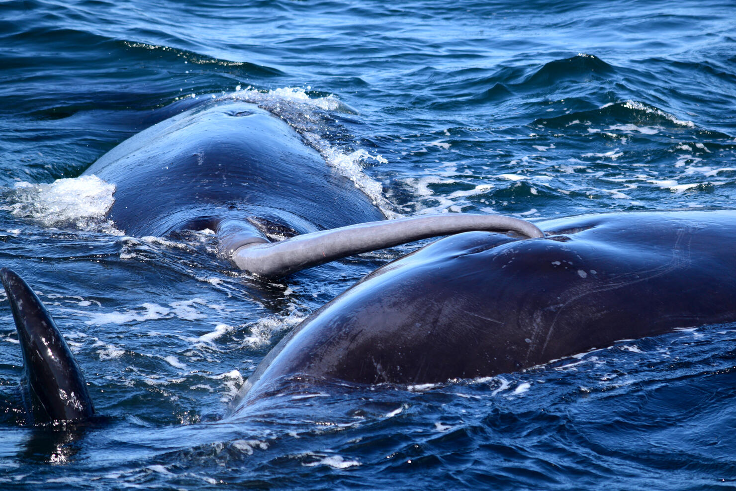 #1 Whale Penis