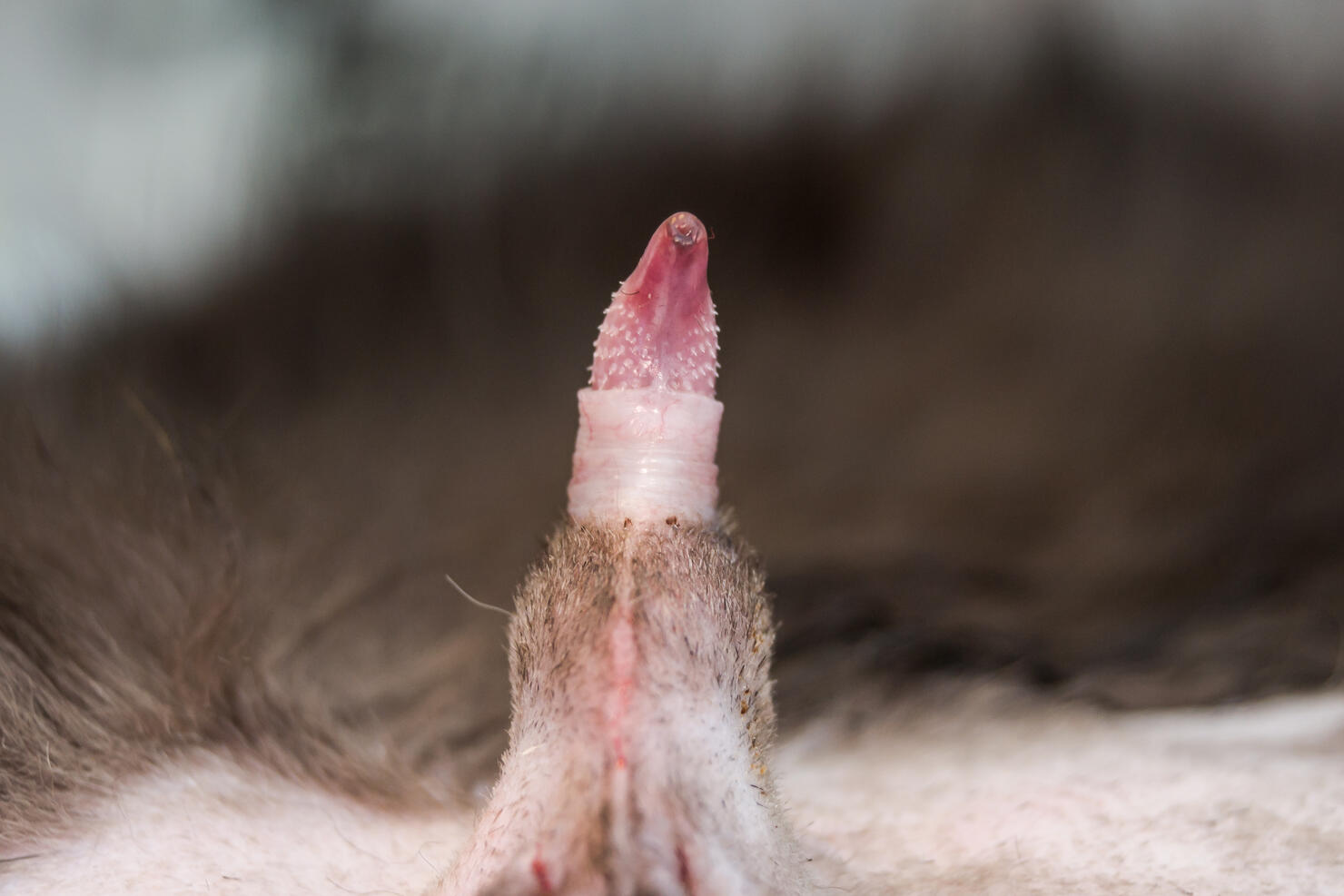 Cat penis in erection after castration surgery