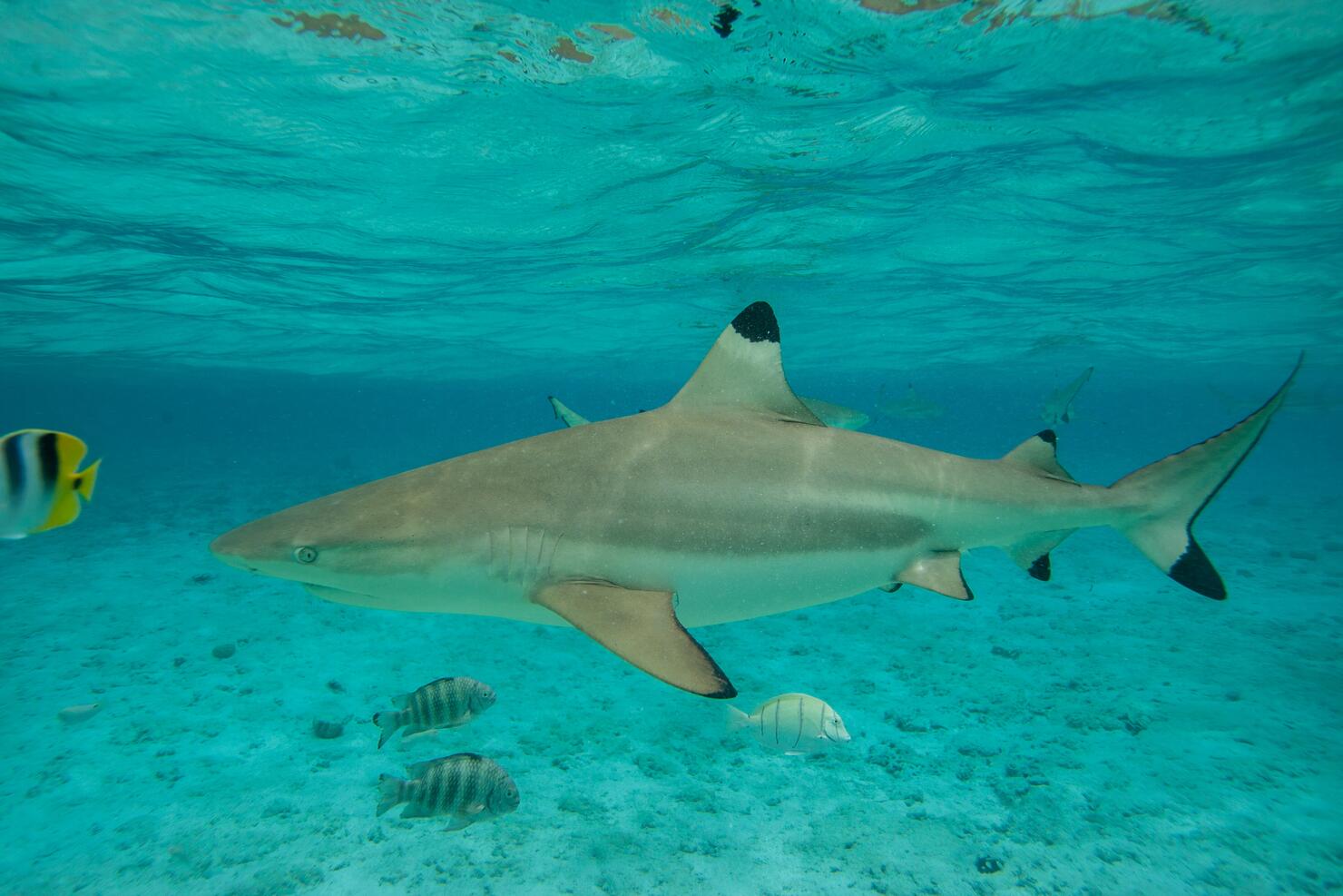 Blacktip shark