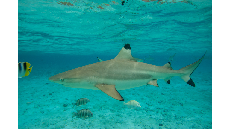 Blacktip shark