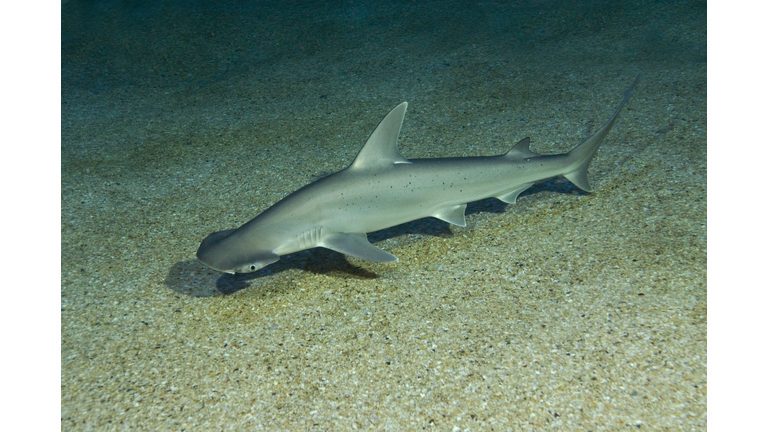 Bonnethead (Sphyrna tiburo) 