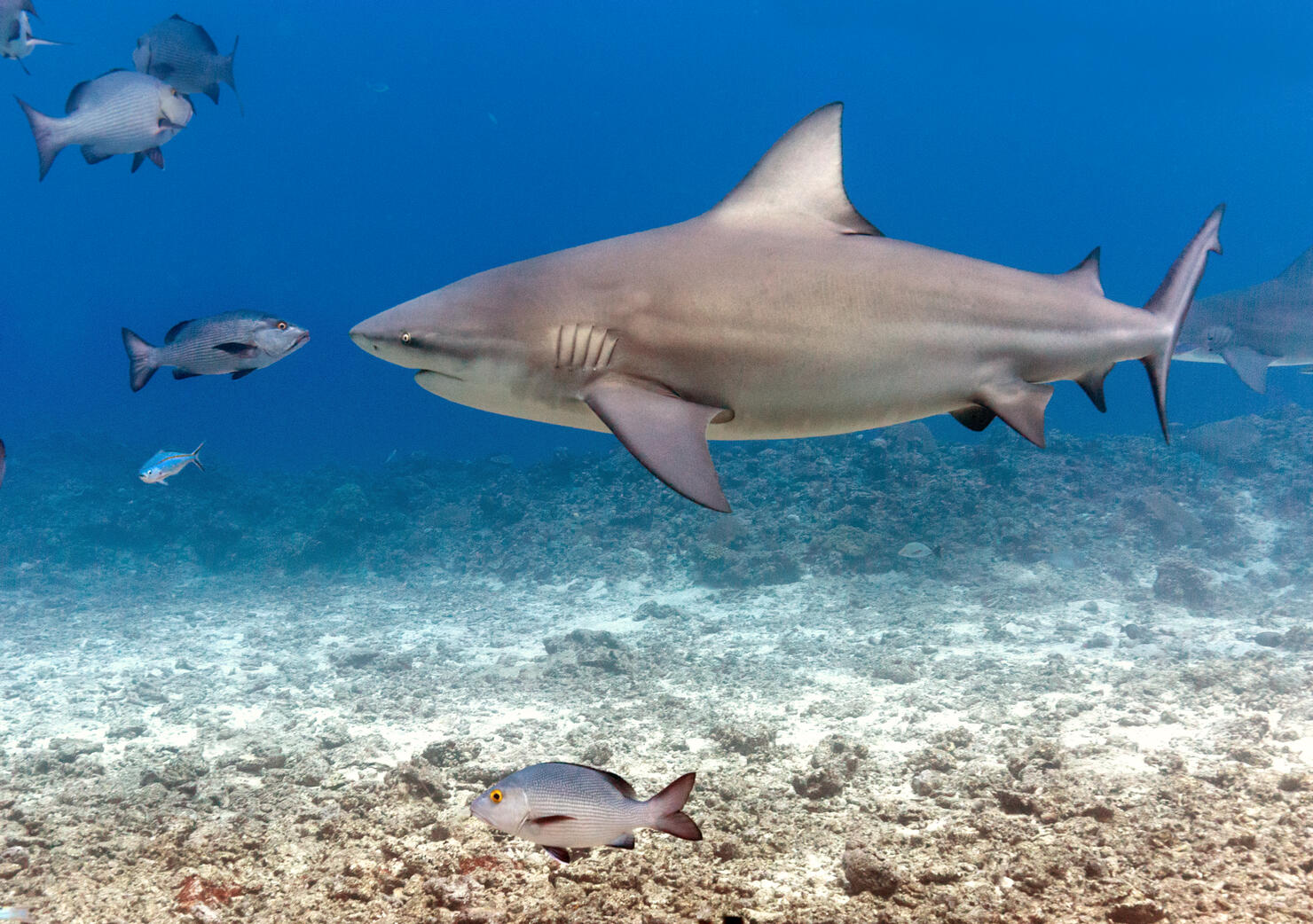 Large Bull Shark Eye to Eye with Small Fish 