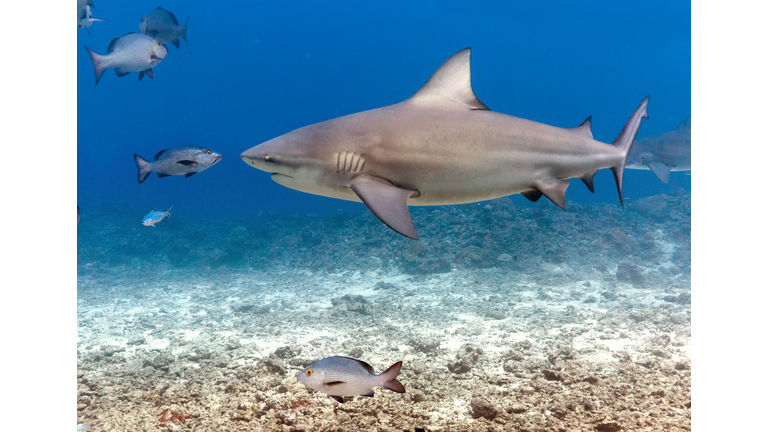 Large Bull Shark Eye to Eye with Small Fish 