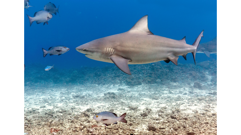 Large Bull Shark Eye to Eye with Small Fish in Fiji