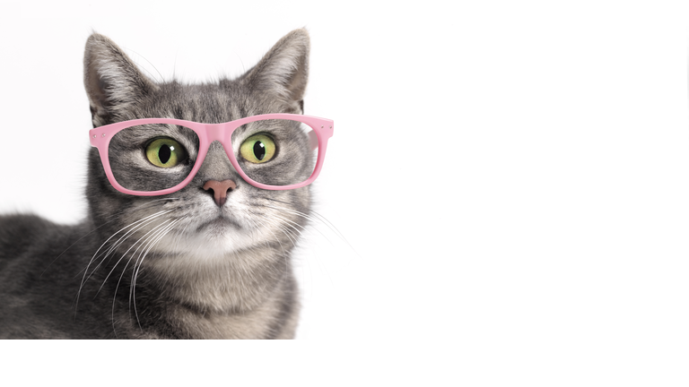 Cat in glasses