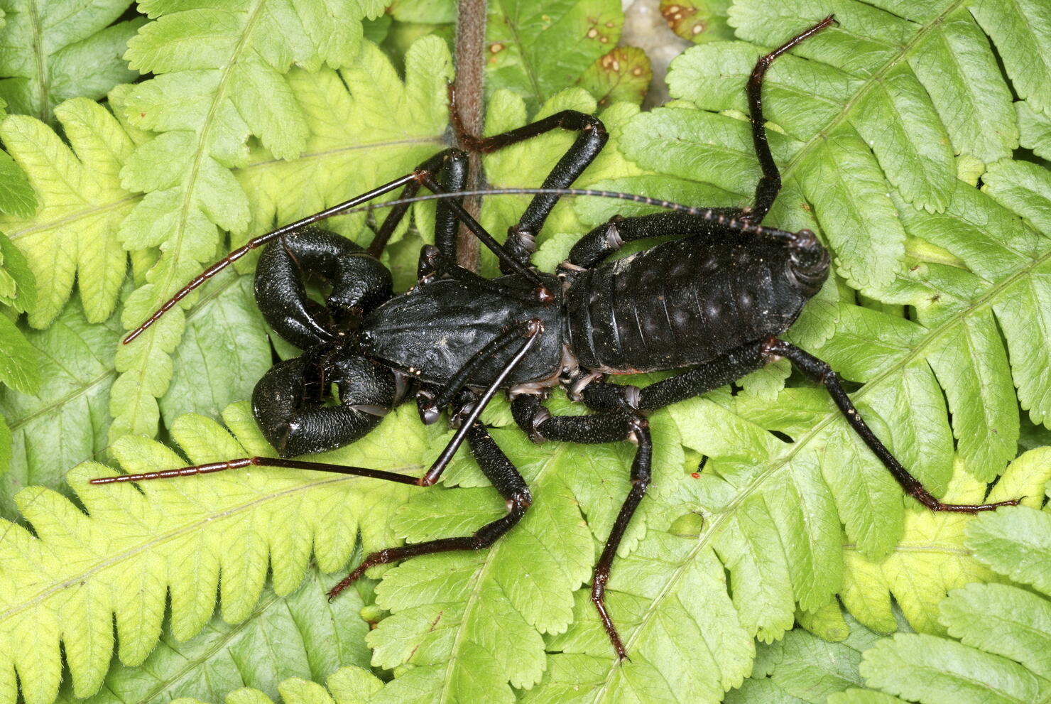 Whip Scorpion, Uroproctus assamensis. A rare order of arachnids called Uropygids. also called Vinegarones as they let out a substance which smell like vinegar when threatened . Arunachal Pradesh. India"n